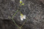 Lyrate rockcress